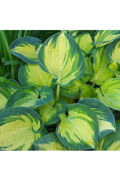 Хоста Біч Бой опис